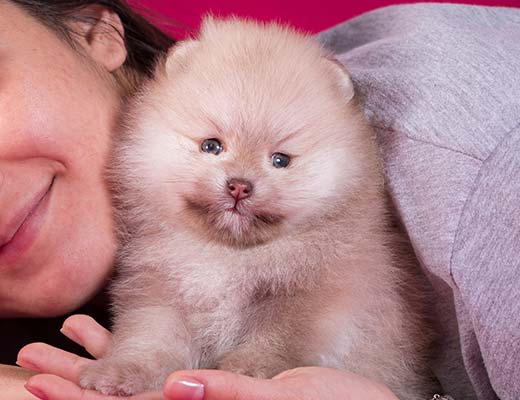 Se você não tem tempo não tenha um lulu da pomerânia