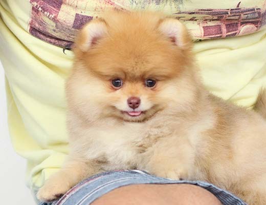 O lulu da pomerânia pode viver até 20 anos