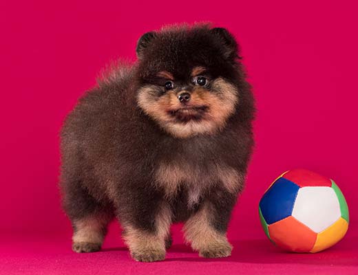 O lulu da pomerânia é um cão que necessita de carinho