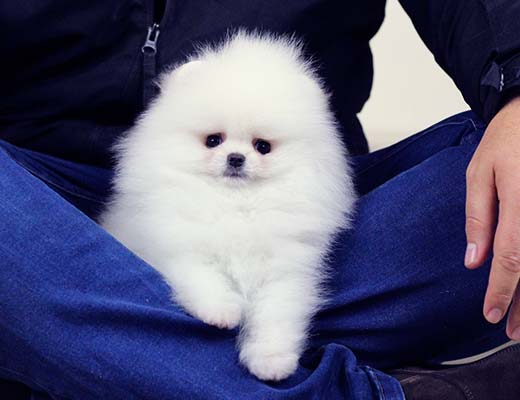 O Spitz Alemão Pequeno é o segundo menor tamanho