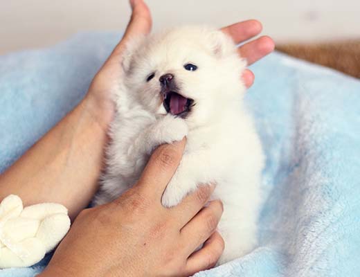 A castração evita muitos tipos de câncer em cães.