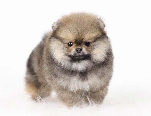 O Lulu da Pomerânia é o nome popular da variedade Spitz Alemão Anão