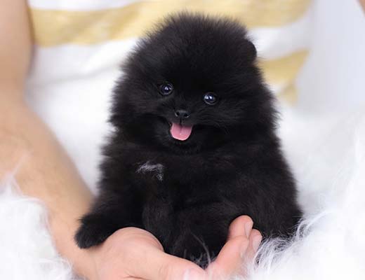 O que meu cão vê ao assistir televisão?