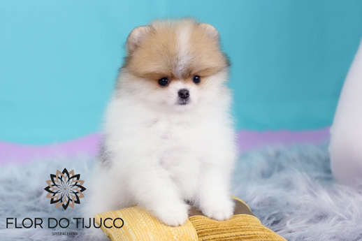 lulu da pomerania comprar