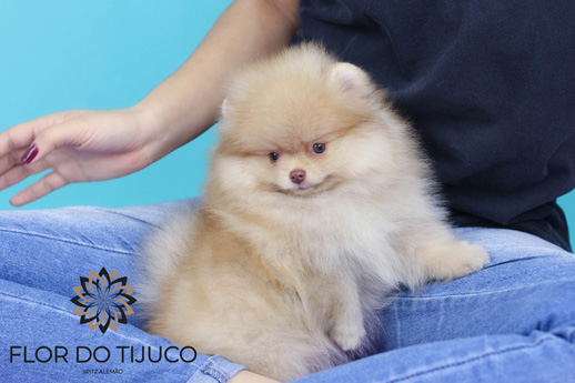 lulu da pomerania fêmea