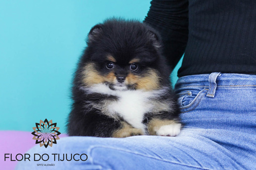 lulu da pomerania preto