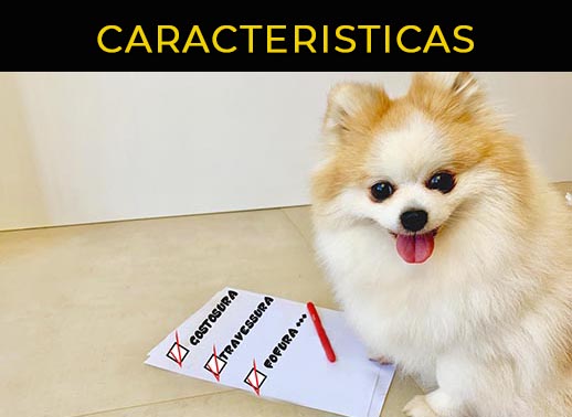 Melhor ração para meu cão