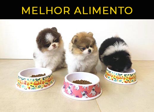 Melhor ração para meu cão