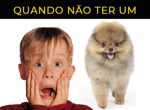 Melhor ração para meu cão