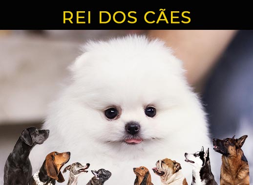 Melhor ração para meu cão