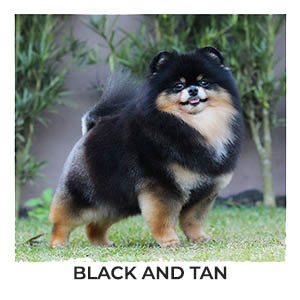 Spitz Alemão Black and Tan