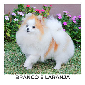 Spitz Alemão Branco e Laranja