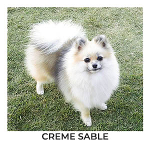 Spitz Alemão Creme Sable