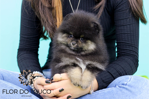 spitz alemão black tan