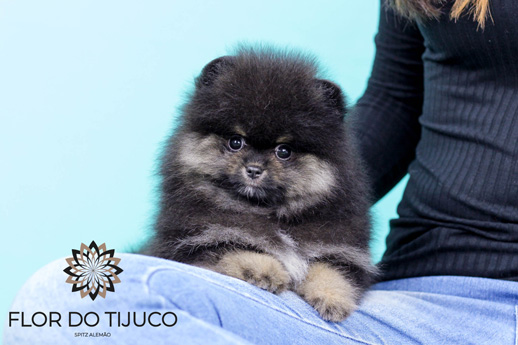 Spitz Alemão black and tan