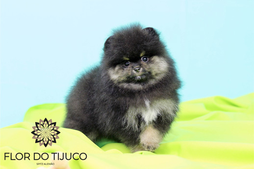 spitz alemao black and tan