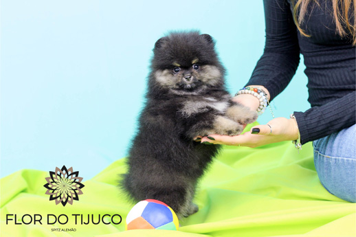 spitz alemão blacktan